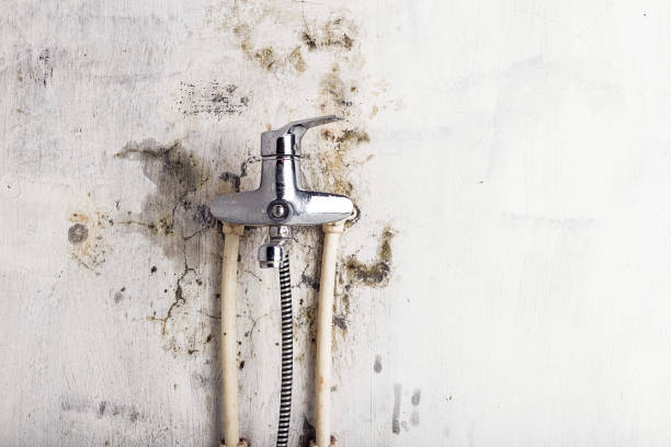 Best Residential Mold Remediation in Carrollwood, FL