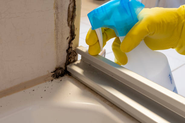 Best Industrial Mold Remediation in Carrollwood, FL