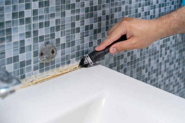 Best White Mold Remediation in Carrollwood, FL