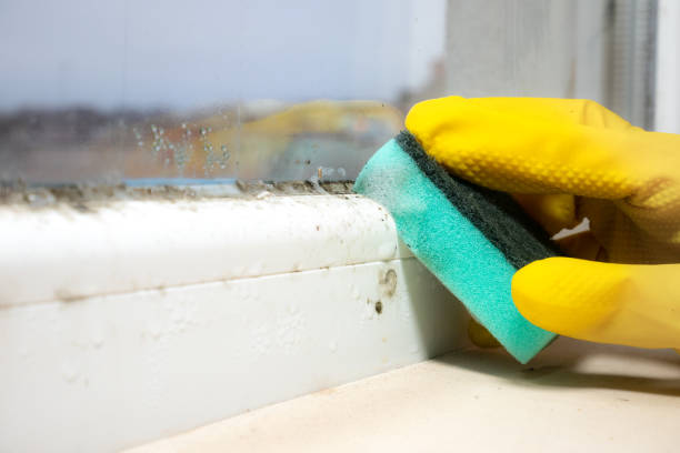Best Residential Mold Remediation in Carrollwood, FL