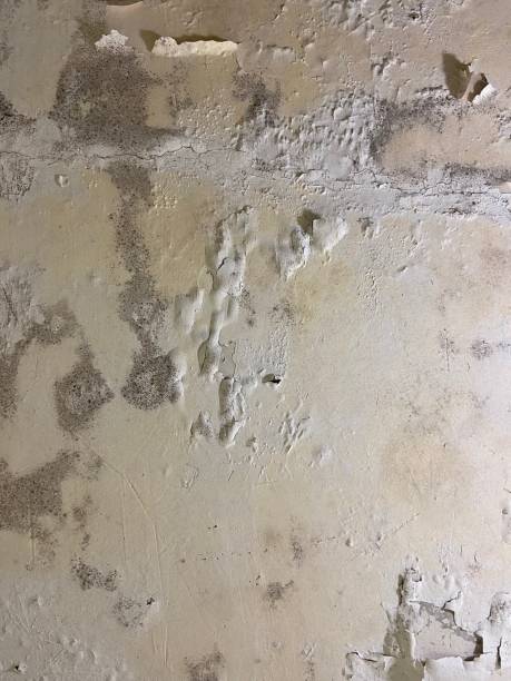 Best Crawl Space Mold Remediation in Carrollwood, FL