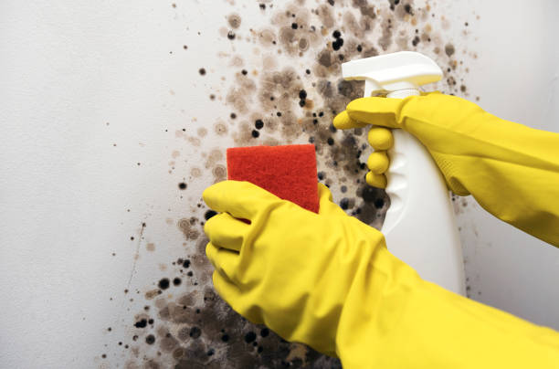 Best Attic Mold Remediation in Carrollwood, FL